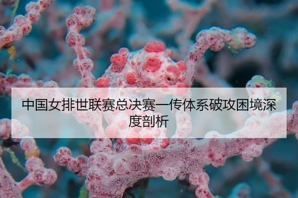 中国女排世联赛总决赛一传体系破攻困境深度剖析